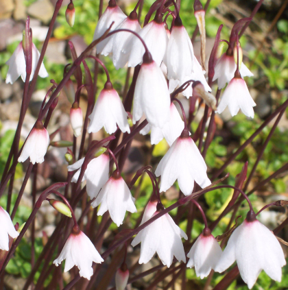 Leucojum autumnale (Acis autumnale)